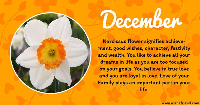 your-birth-flower-is-december