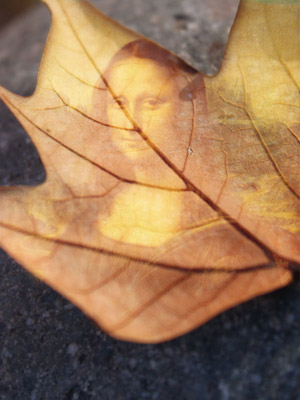 Dry Autumn Leaf