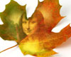 Beautiful Leaf